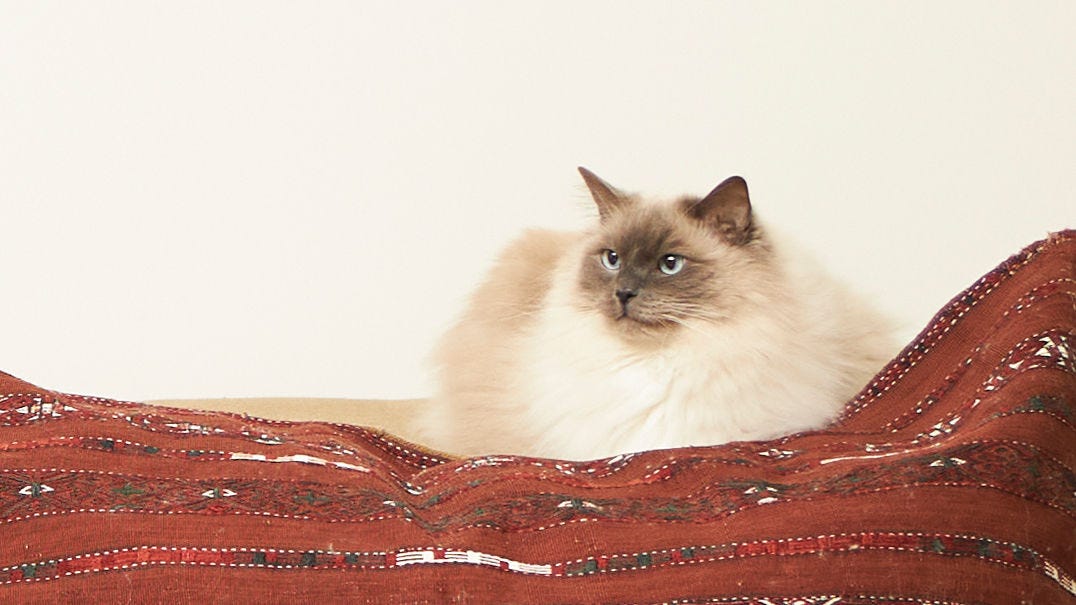 Macska pihen egy takarón egy allergiamentes otthonban, ahol tiszta a beltéri levegő