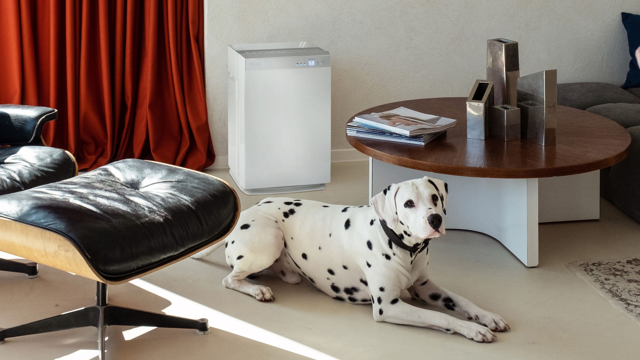 Dalmata kutya fekszik a nappali padlóján egy légtisztító mellett
